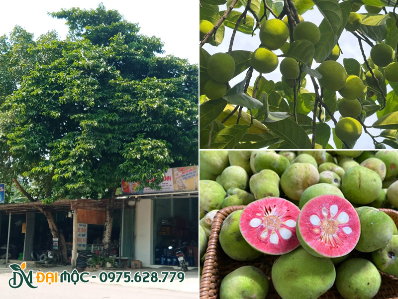 Cây chay lõi đỏ cổ thụ trồng trước nhà đã tồn tại hàng chục năm