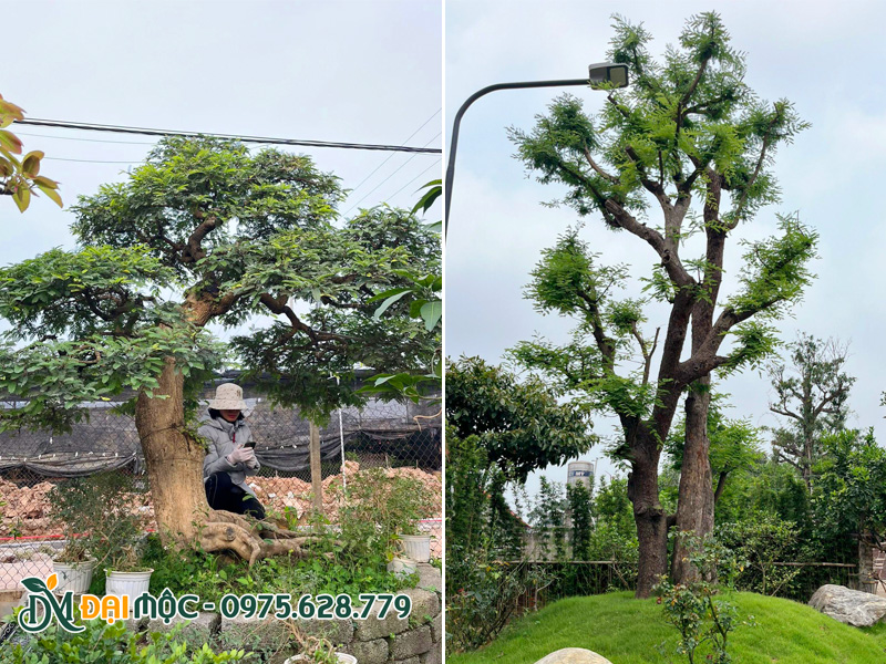 Cây me cảnh trồng sân vườn biệt thự, khuôn viên khu resort cao cấp