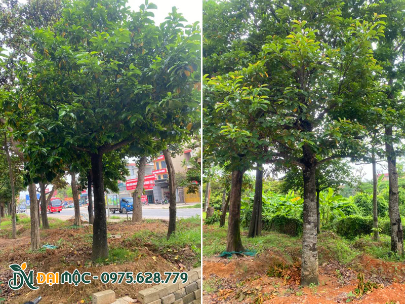 Thân cây thẳng, tán tròn đều, đường kính gốc 30cm
