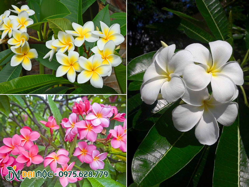 3 màu hoa đại cổ thụ phổ biến nhất tại Việt Nam