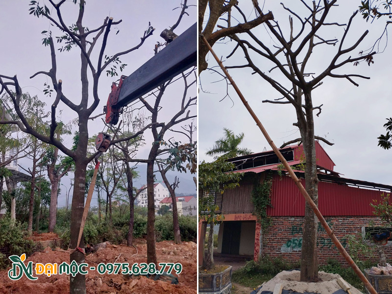 Tiến hành thi công trồng dâm ủ cây thị thơm cổ thụ
