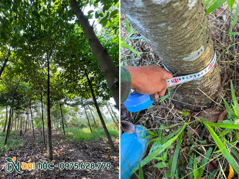 Công nhân đang tiến hành đo kích thước canh gốc của cây chay ruột đỏ lâu năm