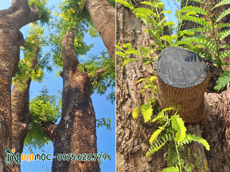 Kiểm tra đầy cành và tình hình ra chồi non của cây me cổ thụ đã dâm ủ 6 tháng