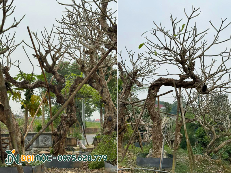 Những tác phẩm cây hoa đại cổ thụ dáng thế độc bản, đường kính gốc 35cm trở lên
