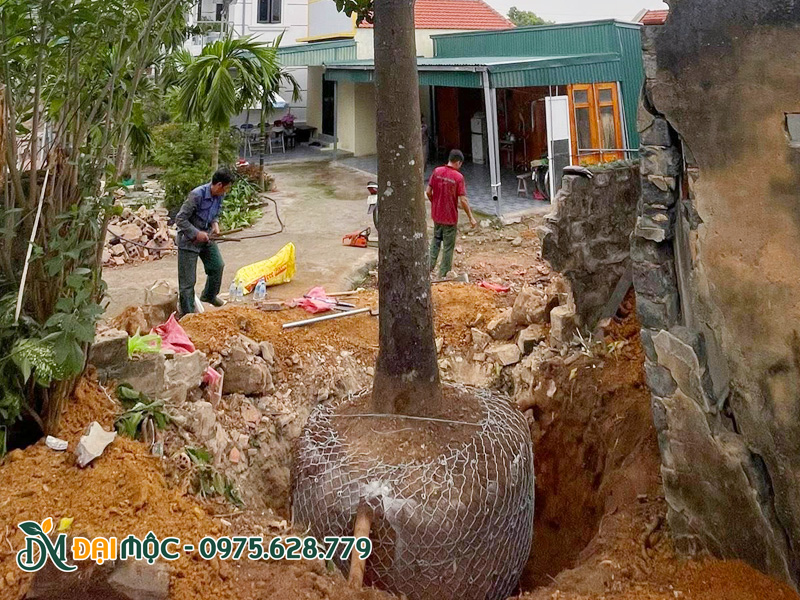 Bầu cây đường kính hơn 1m, bó chặt bằng lưới cước và lưới thép B40