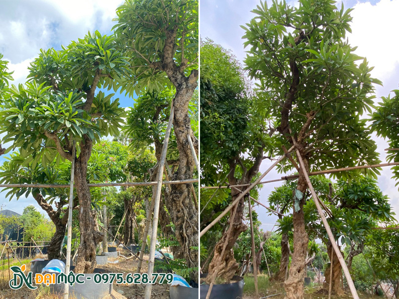 Trồng cây hoa đại cổ thụ đã dưỡng ủ lâu năm