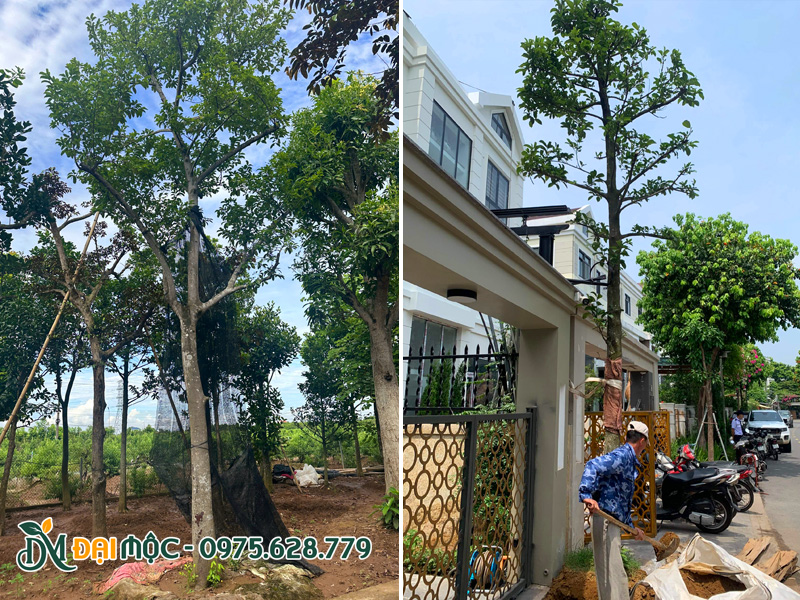 Thi công trồng cây chay lõi đỏ cổ thụ cao hơn 6m cho biệt thự