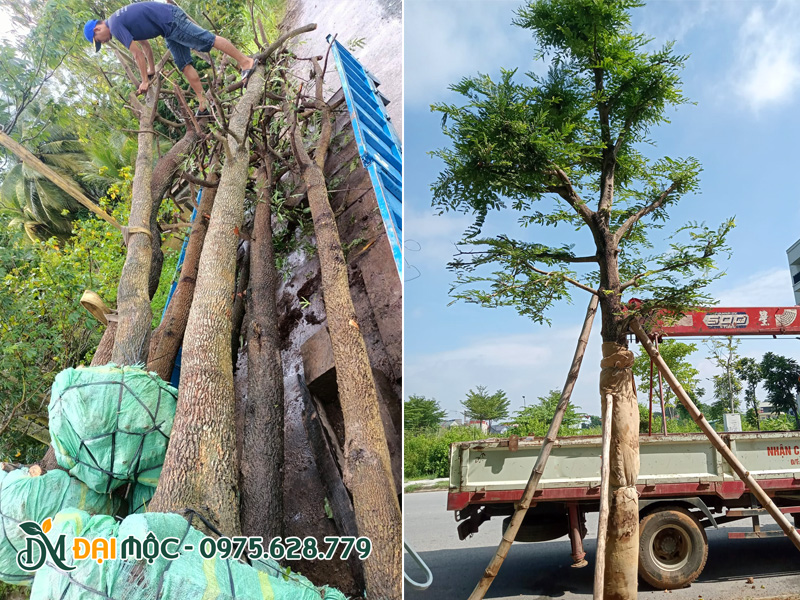 Thi công trồng cây me cổ thụ đường kính gốc từ 30cm cho khu đô thị