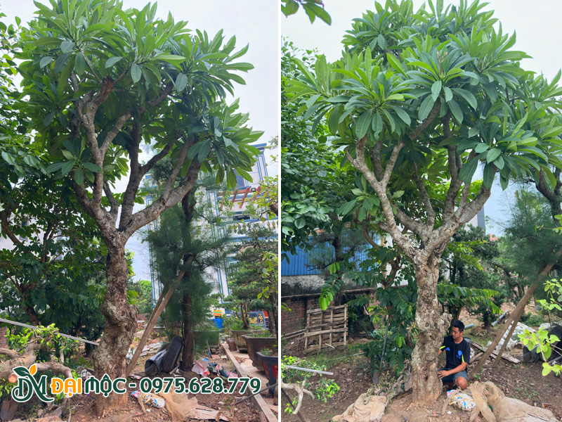 Dưỡng ủ cây hoa đại vàng cổ thụ đường kính gốc 40cm