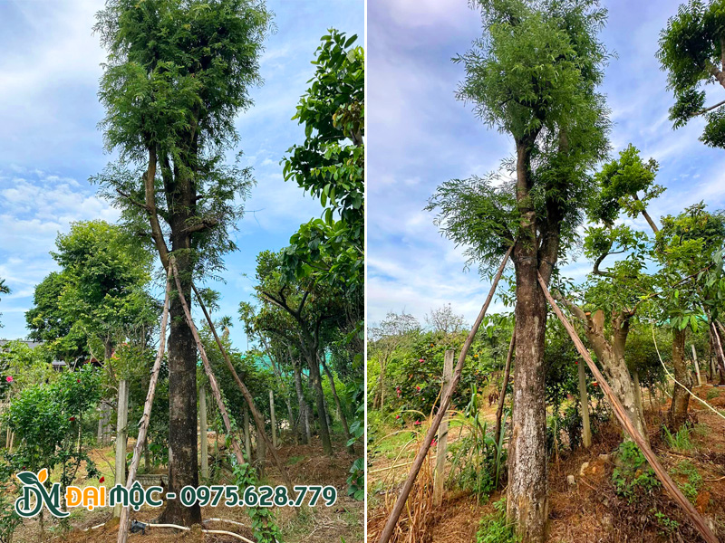 Cây me cổ thụ cao hơn 7m, đường kính gốc gần 40cm đang dưỡng tại Hà Nội