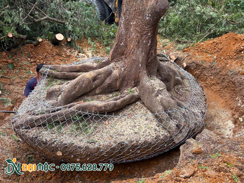 Hình dáng rễ của một cây me cổ thụ mới bứng bầu