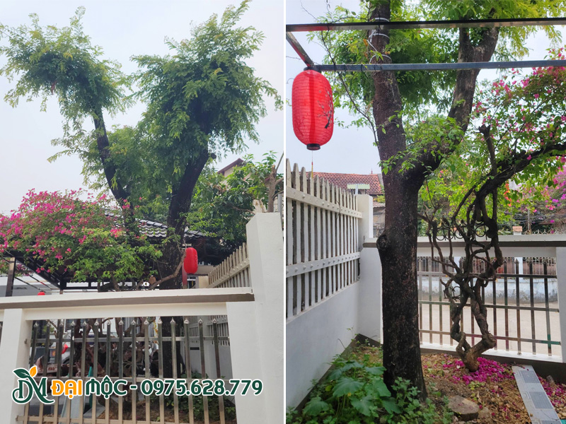 Cây me lâu năm đường kính gốc hơn 35cm trồng sân vườn trước nhà biệt thự