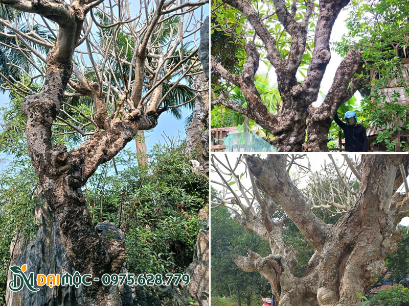 Thân cành khẳng khiu của những gốc cây hoa đại cổ thụ vào mùa rụng lá
