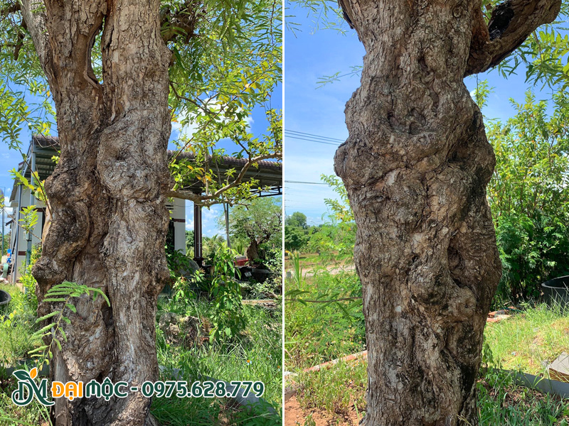 Thân vỏ của cây me cổ thụ hàng chục năm tuổi