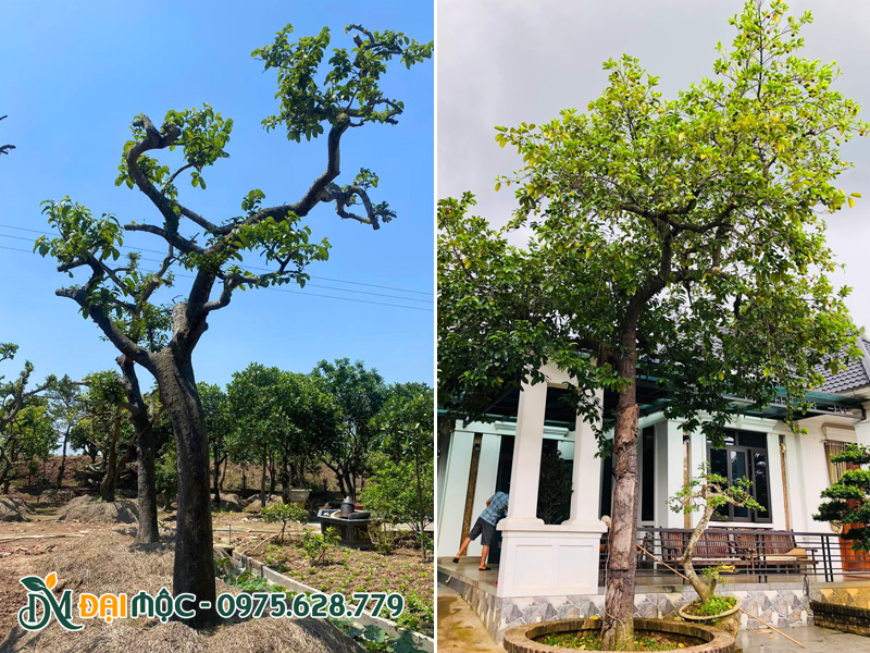 Trồng cây chay ruột đỏ cổ thụ bonsai dáng nghiêng đẹp
