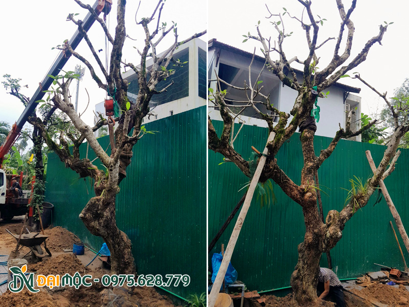 Công nhân đang tiến hành hạ thổ cho một cây hoa đại cổ thụ đường kính gốc khoảng 40cm