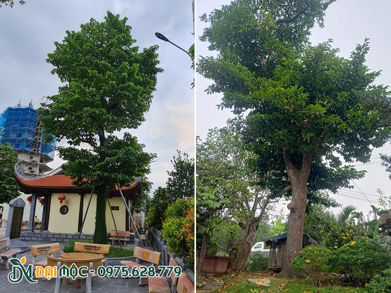 Trồng cây chay cổ thụ trong khuôn viên sân chùa