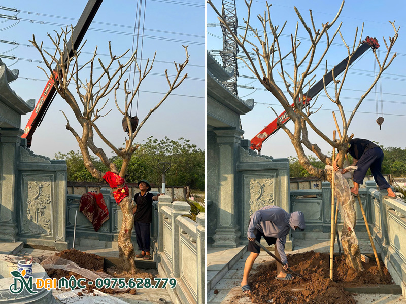 Công nhân đang tiến hàng hạ cây và lấp hố trồng cây hoa đại vàng cho khu lăng mộ
