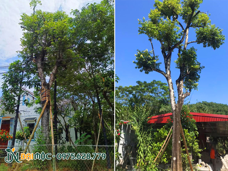 Thị cổ thụ được dưỡng ủ, chăm sóc tốt chiều cao từ 6 - 7m