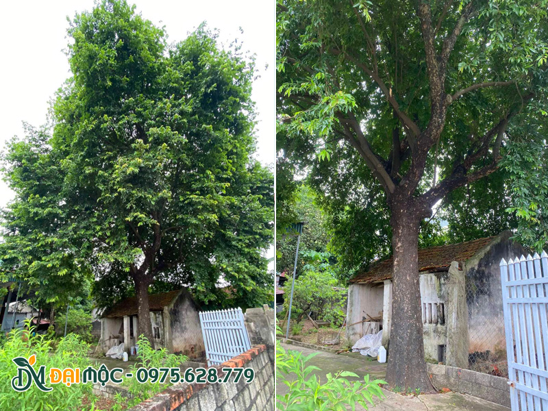Cây thị cổ thụ trồng trong sân nhà gần 100 năm tuổi