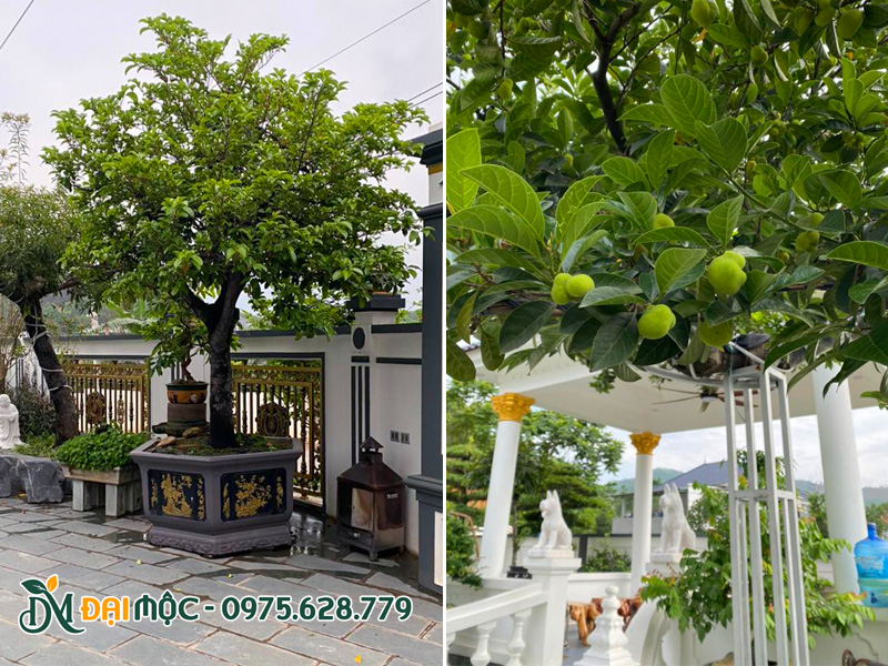 Hình ảnh cây chay ruột đỏ cổ thụ trồng chậu, dáng bonsai thấp nhưng quả siêu sai