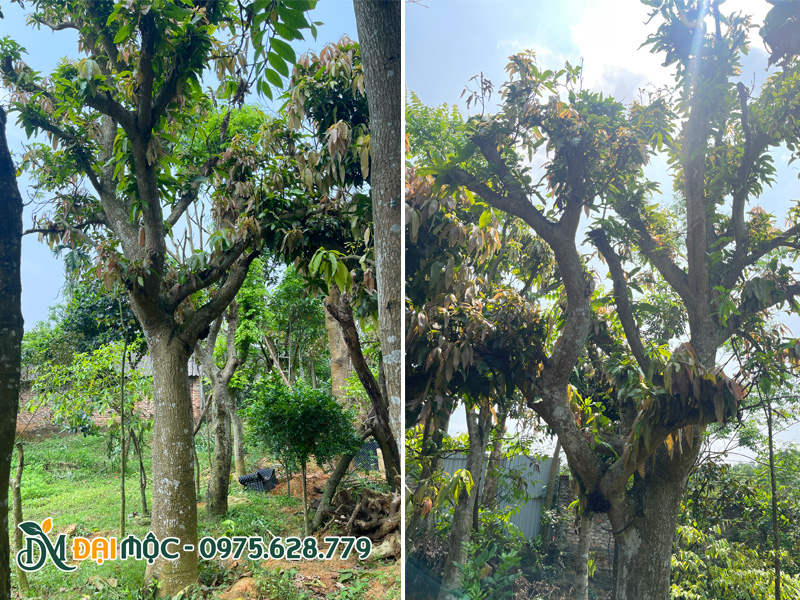 Vườn dưỡng ủ cây xoài miền Nam, đọt non đang bung ra rất nhiều