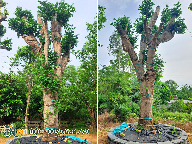 Cay khế cổ thụ cao 5m, đường kính gốc gần 50cm đang dưỡng ủ tại vườn