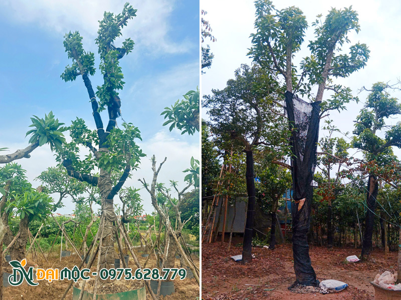 Hai cây ngọc lan cổ thụ đường kính gốc 30 - 35cm