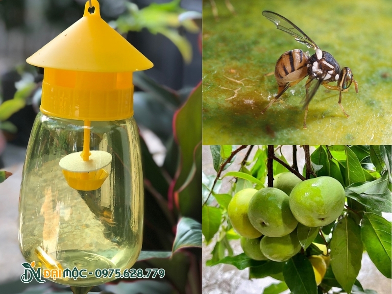 Dùng mùi hương để dẫn dụ cây ruồi vàng