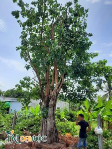 Công nhân Đại Mộc đang bứng bầu gốc bồ đề đường kính gốc 80cm