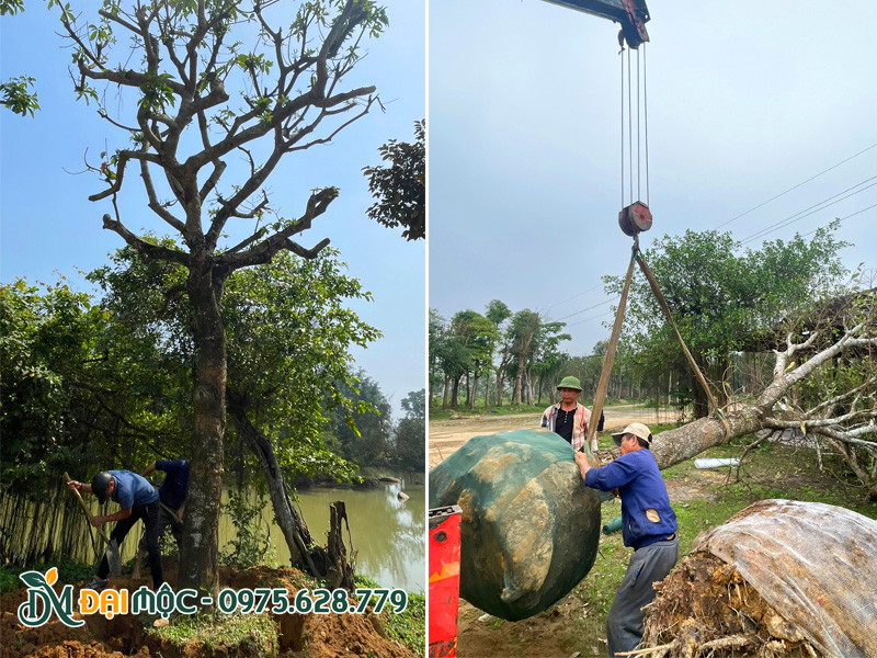 Bứng bầu cây lộc vừng cổ thụ và cẩu cây lên xe