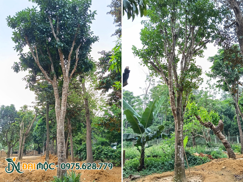 Trồng cây bưởi tại vườn dưỡng ủ, chăm sóc, tưới nước đều đặn mỗi ngày