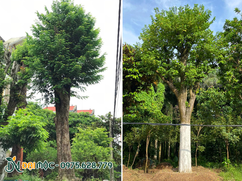 Trồng cây khế cổ đại thụ đường kính gốc 35 - 40cm