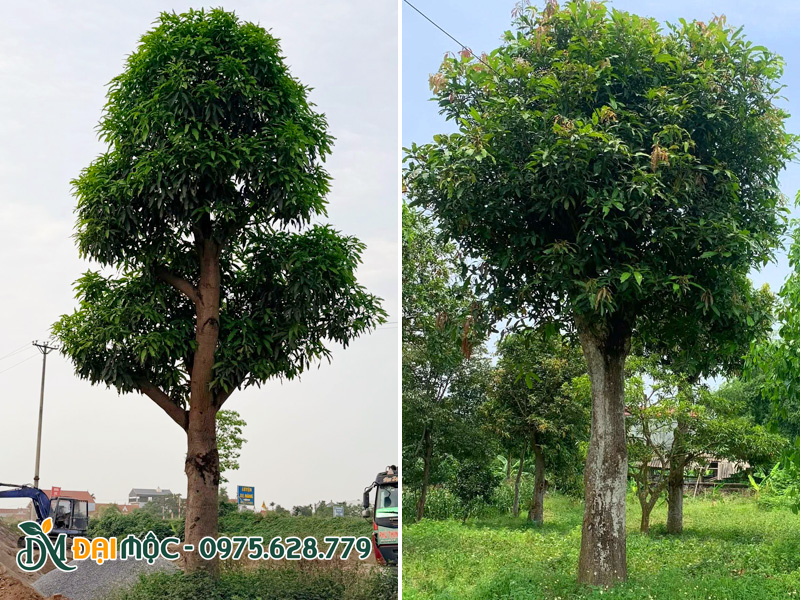 Cây xoài cổ thụ cao 5 - 6m, tay cành cân đối, tán lá xanh um