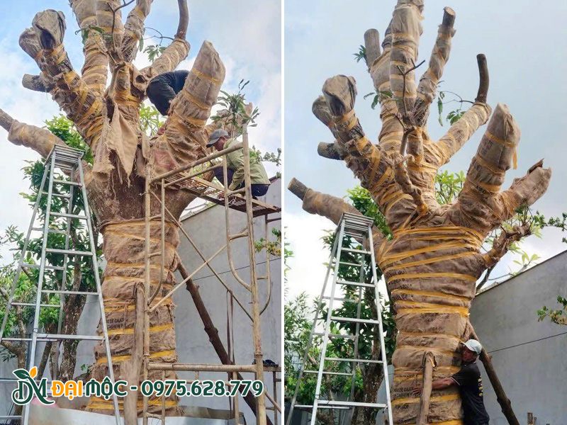 Cây xoài đại thụ được quấn kín thân, cành để giữ ẩm, tránh cây bị mất nước