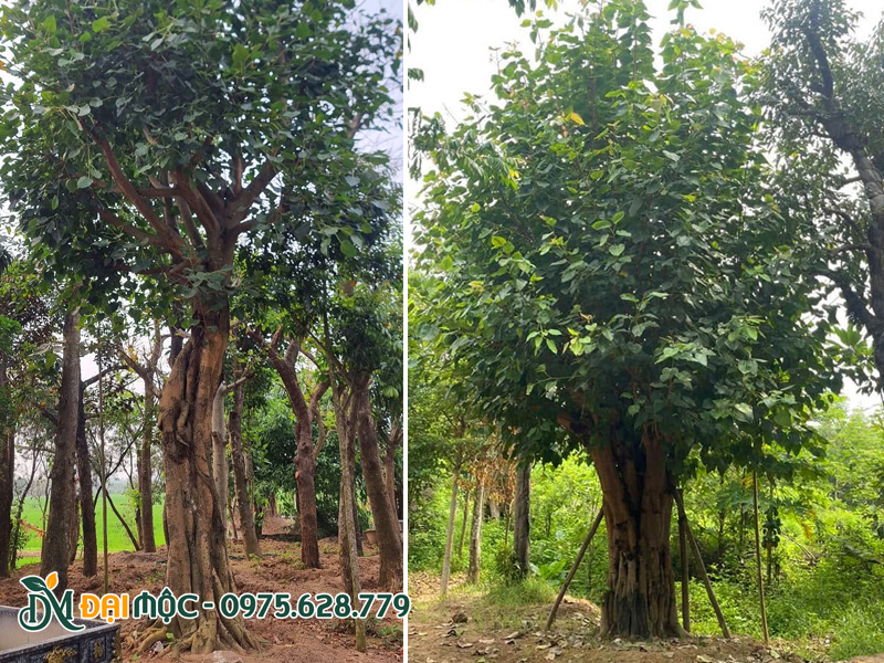 Những gốc bồ đề cổ thụ đã dưỡng ủ từ 3 năm trở lên, tán lá xanh đẹp