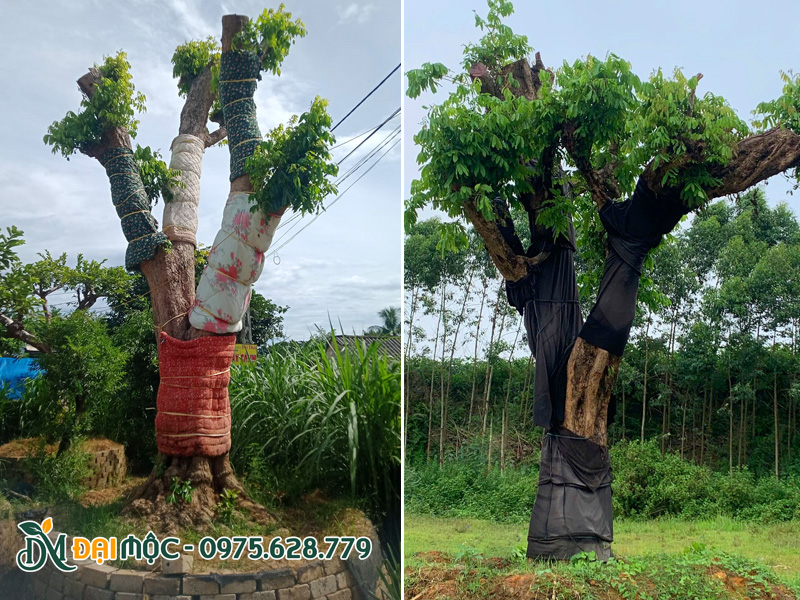 Nhãn cổ thụ mới dâm ủ 2 - 3 tháng, tay cành đang ra nhiều chồi non đợt 1