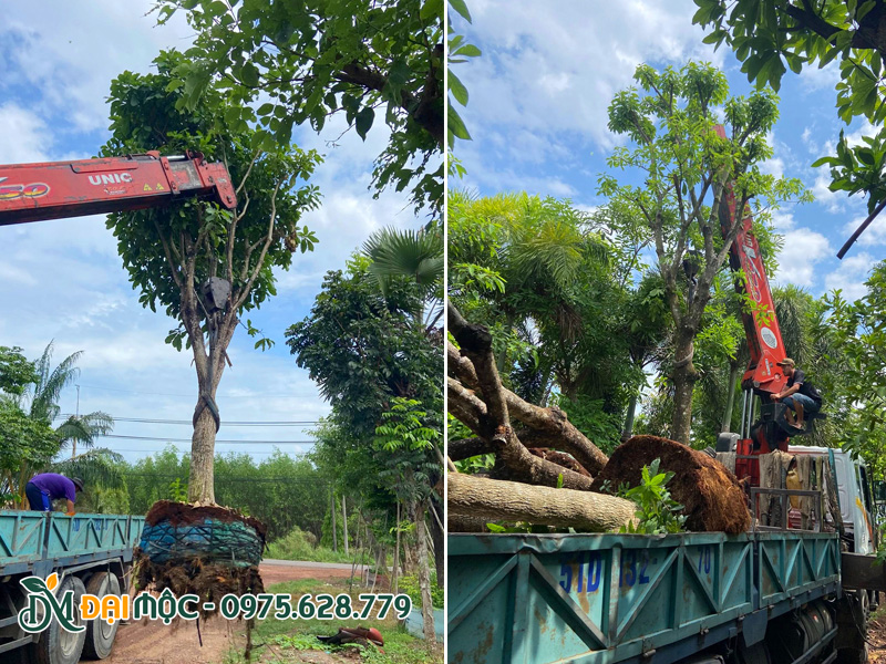 Mua cây lộc vừng cổ thụ đường kính gốc trên 30cm
