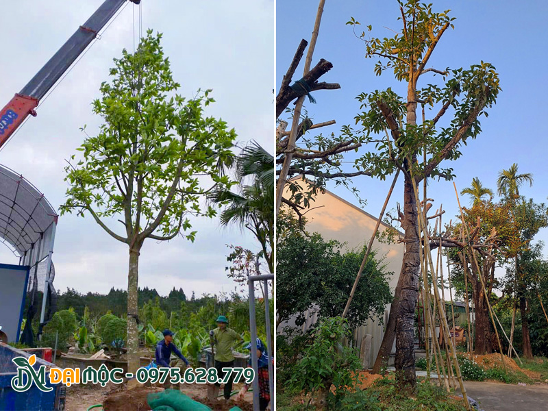 Cẩu hạ cây ngọc lan vào hố, trồng và chống cọc chắc chắn