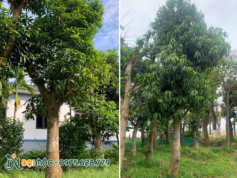 Cây cao hơn 4m, tán lá xanh um, sẵn sàng ra hoa, kết trái