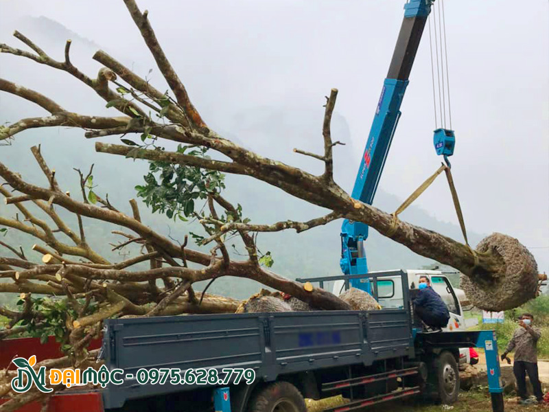 Chi phí thuê ca cẩu để nâng xếp cây lên xe
