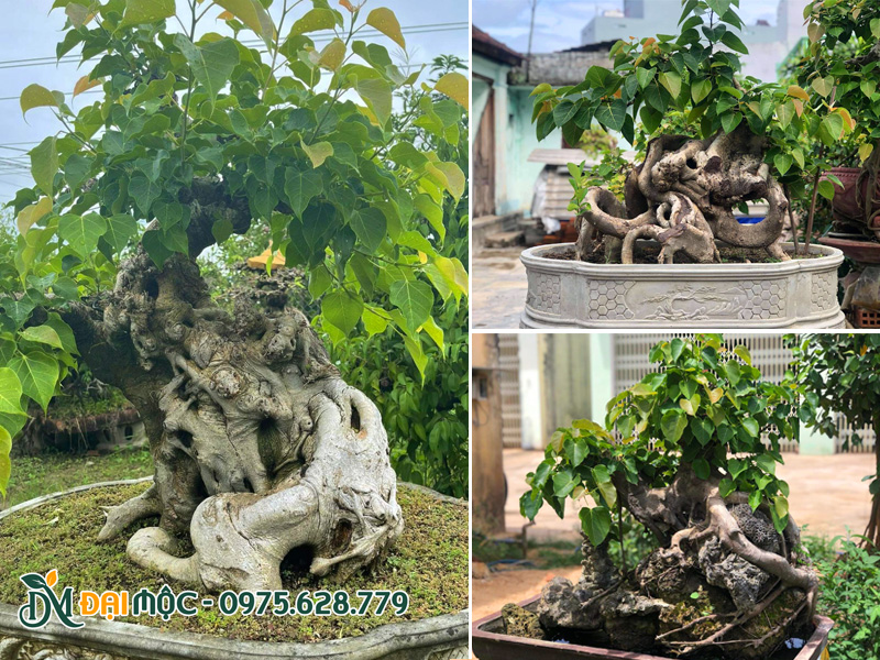 Những chậu cây bồ đề cổ thụ bonsai được tạo tác đẹp, độc bản
