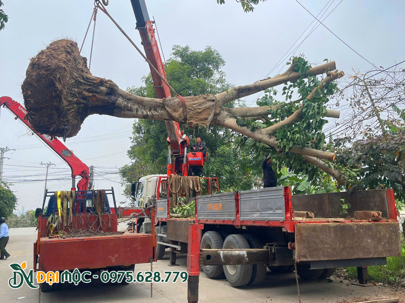 Cẩu cây bồ đề cổ thụ đường kính gốc hơn 50cm lên xe
