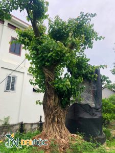 Bồ đề cổ thụ có tán cắt tỉa giật tầng siêu đẹp