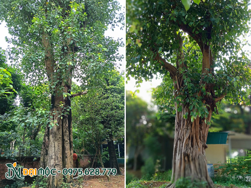 Những gốc cây bồ đề đại thụ đang dưỡng ủ tại vườn Cây Xanh Đại Mộc