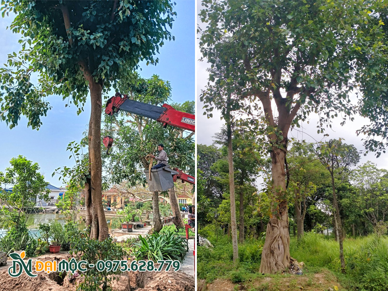 Cây bồ để cổ thụ đánh thẳng và cây đã dưỡng ủ có đường kính gốc, chiều cao gần như tương đương