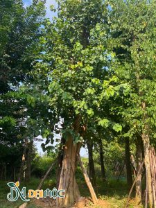 Cây đang dưỡng ủ tại vườn Hà Nội cao khoảng 6m