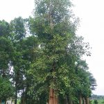 Siêu phẩm bồ đề cổ thụ độc bản