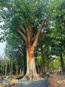 Cây đang dưỡng ủ trong bầu nổi, thân có màu nâu cam độc đáo