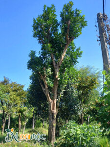 Cây bưởi đại thụ cao 8 - 9m